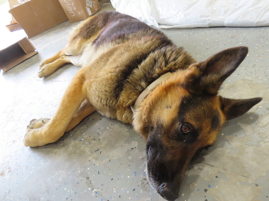 2015-2025 FORD F150 F-150 6" LEFT DRIVER SIDE RUNNING BOARD OEM